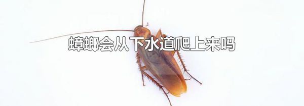 蟑螂会从下水道爬上来吗