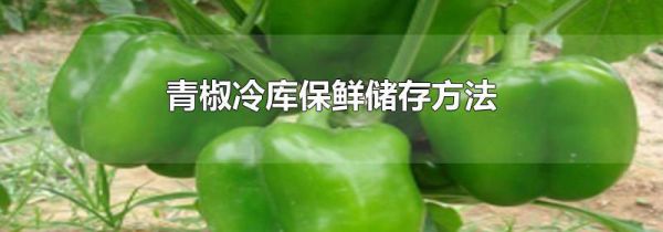 青椒冷库保鲜储存方法