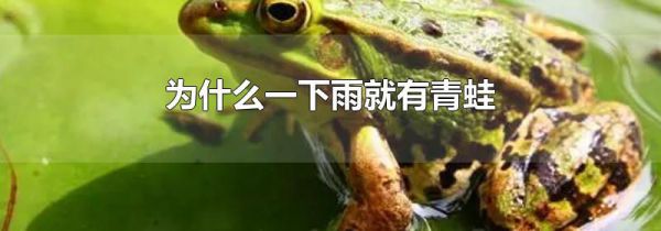 为什么一下雨就有青蛙