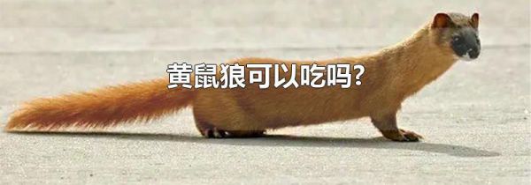 黄鼠狼可以吃吗?