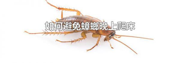 如何避免蟑螂晚上爬床