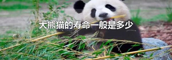 大熊猫的寿命一般是多少