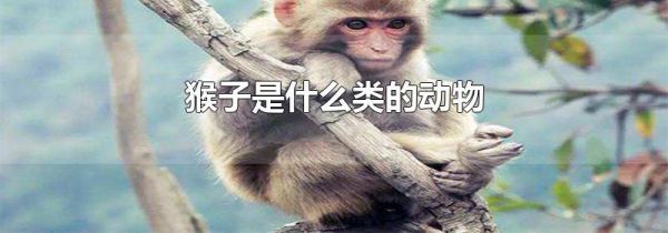 猴子是什么类的动物