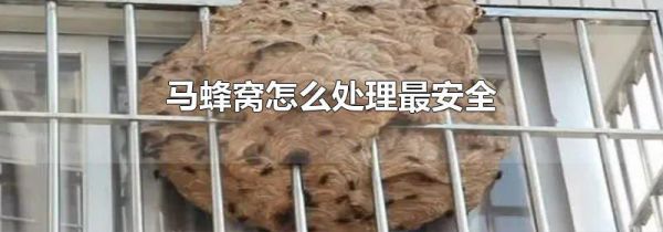 马蜂窝怎么处理最安全