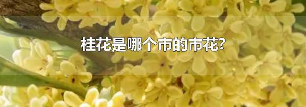 桂花是哪个市的市花?