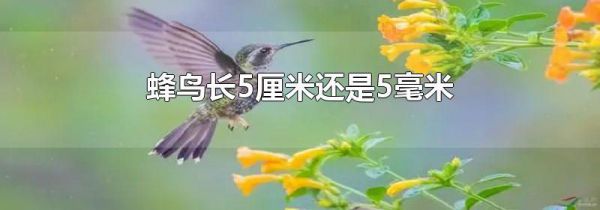 蜂鸟长5厘米还是5毫米