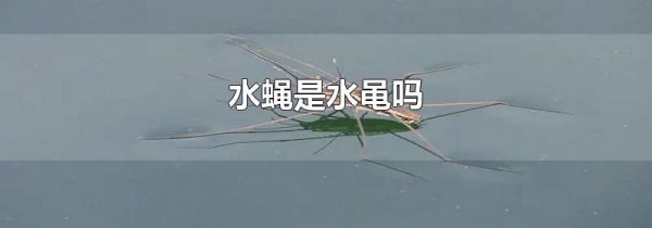 水蝇是水黾吗