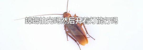 蟑螂怕光吗然后开着灯能行吗