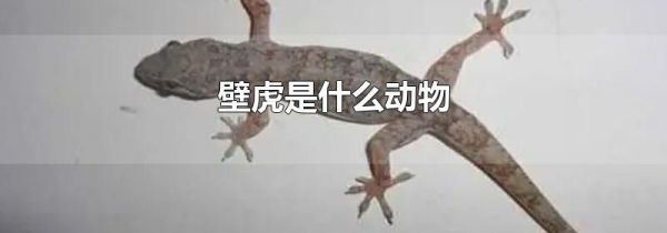 壁虎是什么动物