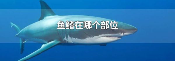 鱼鳍在哪个部位
