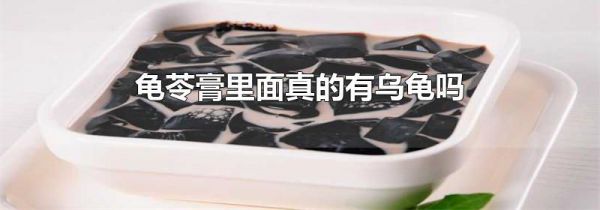 龟苓膏里面真的有乌龟吗
