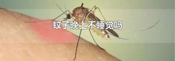 蚊子晚上不睡觉吗