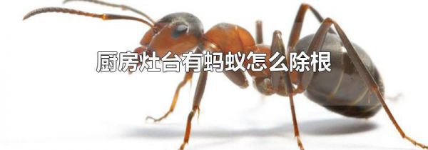 厨房灶台有蚂蚁怎么除根