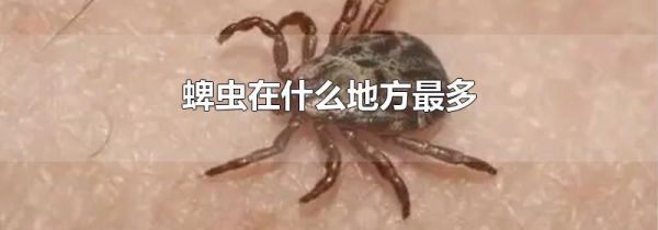 蜱虫在什么地方最多