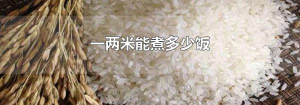 一两米能煮多少饭