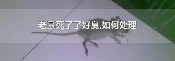 老鼠死了了好臭,如何处理