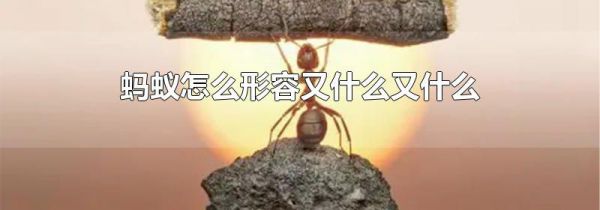 蚂蚁怎么形容又什么又什么