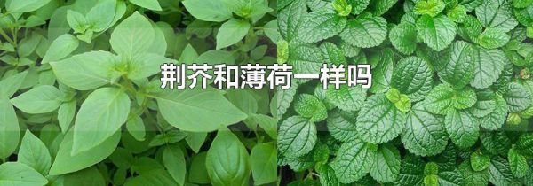 荆芥和薄荷一样吗