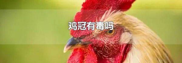 鸡冠有毒吗