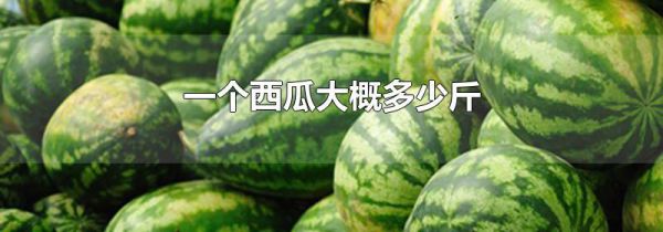 一个西瓜大概多少斤