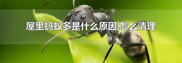 屋里蚂蚁多是什么原因,怎么清理