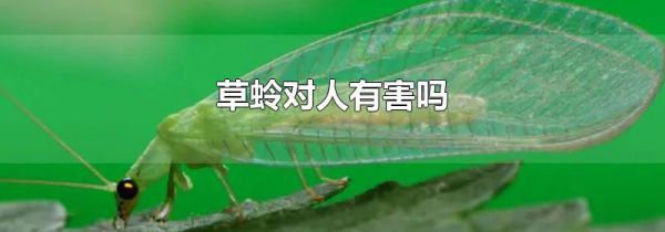 草蛉对人有害吗