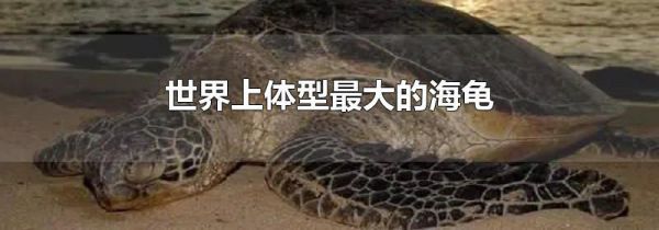世界上体型最大的海龟