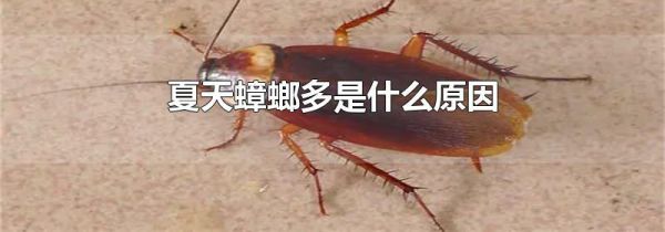 夏天蟑螂多是什么原因