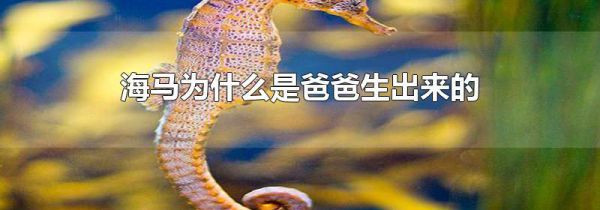海马为什么是爸爸生出来的
