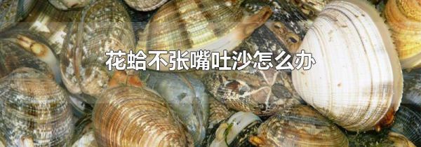花蛤不张嘴吐沙怎么办