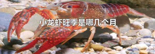 小龙虾旺季是哪几个月
