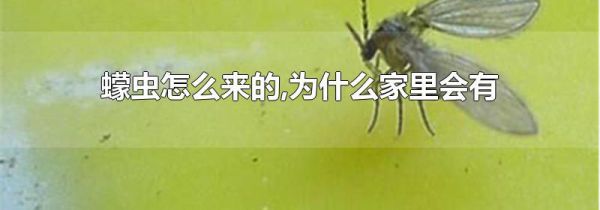 蠓虫怎么来的,为什么家里会有