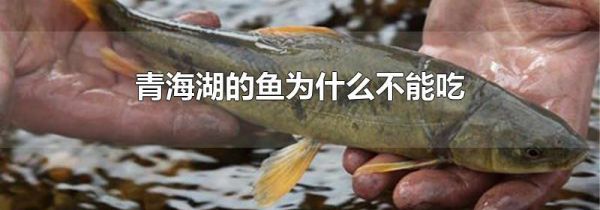 青海湖的鱼为什么不能吃