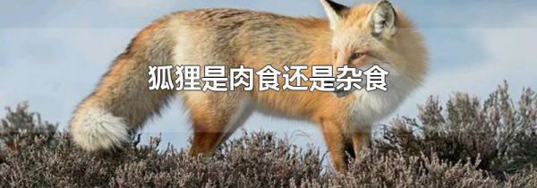 狐狸是肉食还是杂食