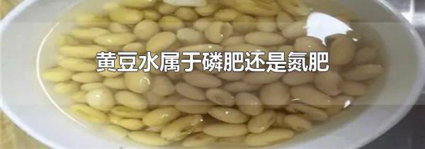 黄豆水属于磷肥还是氮肥