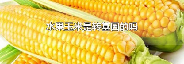 水果玉米是转基因的吗