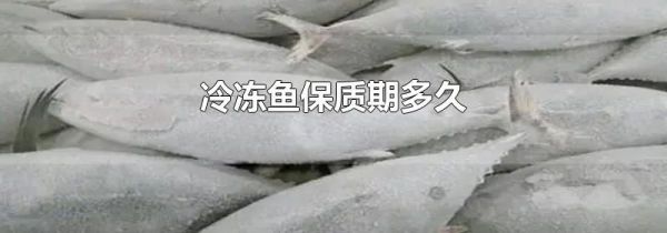 冷冻鱼保质期多久