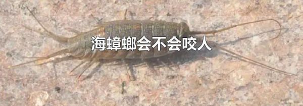 海蟑螂会不会咬人