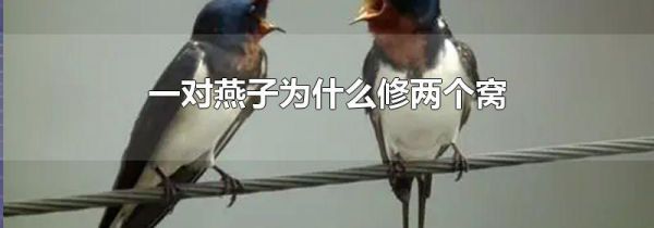 一对燕子为什么修两个窝