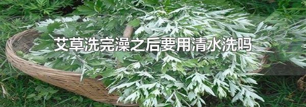艾草洗完澡之后要用清水洗吗