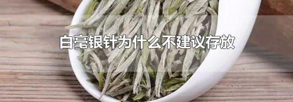 白毫银针为什么不建议存放
