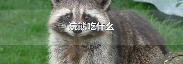浣熊吃什么