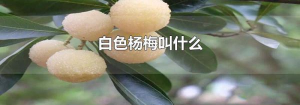 白色杨梅叫什么