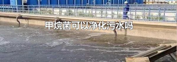 甲烷菌可以净化污水吗