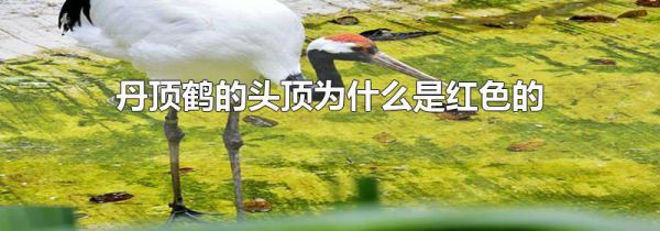 丹顶鹤的头顶为什么是红色的
