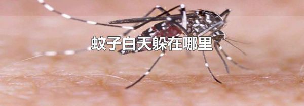 蚊子白天躲在哪里