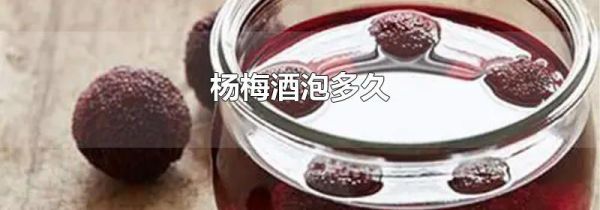 杨梅酒泡多久