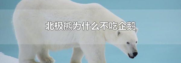 北极熊为什么不吃企鹅