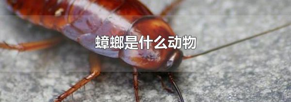 蟑螂是什么动物