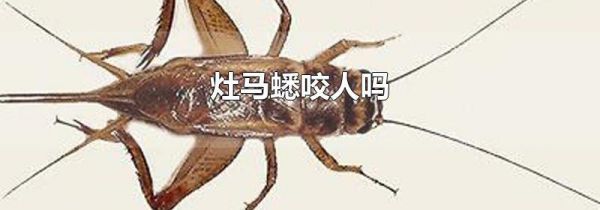 灶马蟋咬人吗